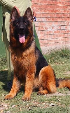 German Shepherd proper long coat female confirm breeder show quality