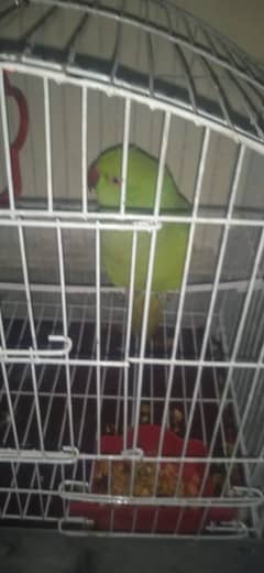 parrot for sale