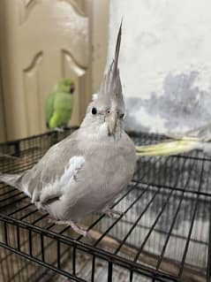 Beautiful tame female and wild male cockatiel pair