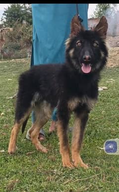 German shepherd double coated male age 3 month for sale