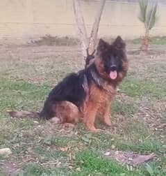 GSD Long Cot Black Mask Male available