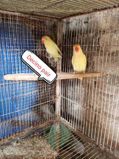 jumbo size decino breeder pair hai mashallah healthy and active hai