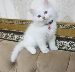 Extreme quality Persian kittens or cats available for sale or adoption