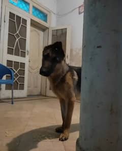 gsd