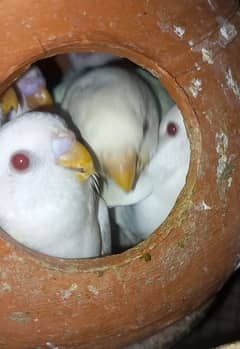 Budgie Australian Red eyes