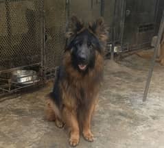 GSD Long Cot imported blood line Male