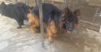 GSD Long Cot imported blood line Male