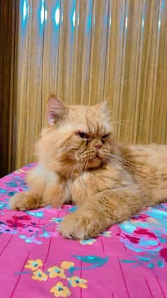 semi punch persian male