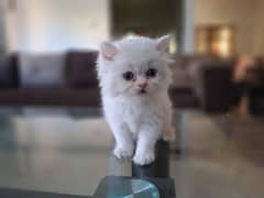 White Persian Male Kitten