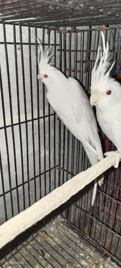 cockatiel eno red eyes pair