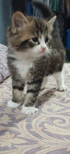 2 Persian male available