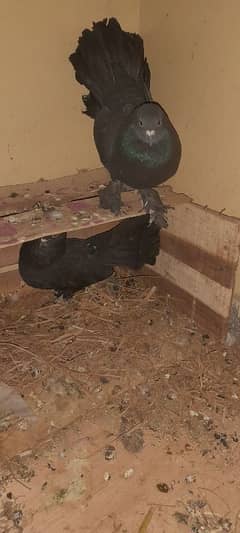 black lucky breeder pair wid 2 baby