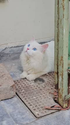 Persian male cat