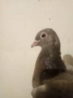 high fly pigeon for sale for sale