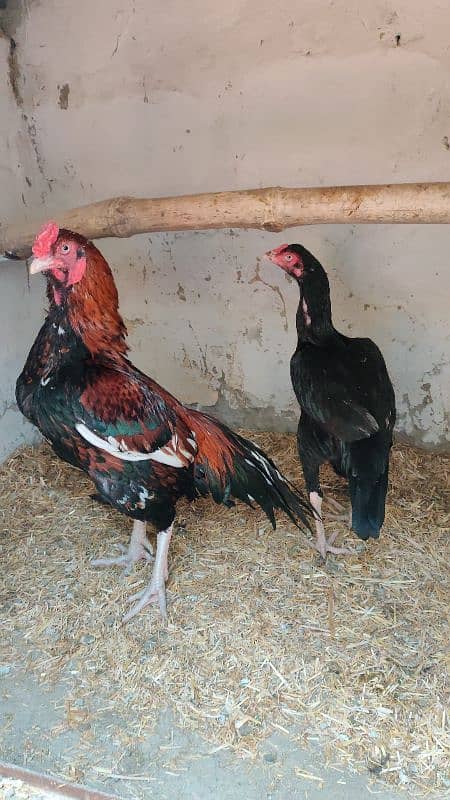 amroha or lassni heera or lakhy eggs or chicks available 17
