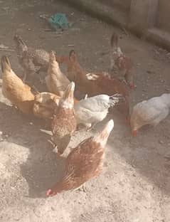 Egg laying hens for sale