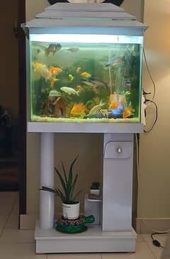 Fish Aquarium complete setup for sale