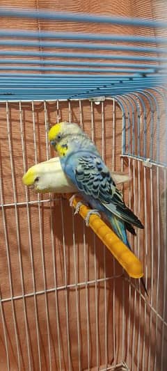 Under size budgies