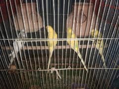 2 breaded pair and cage