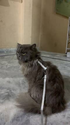 Persian Cat Male