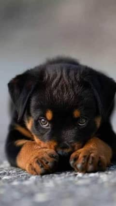 Champion Bloodline Rottweiler Puppy | Ready for New Home