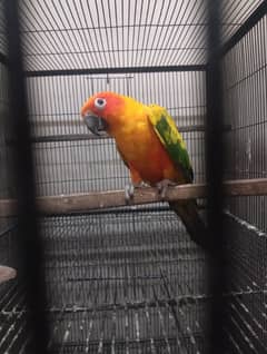 sunconure female with DNA