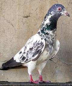 KASURI BREED pigeons