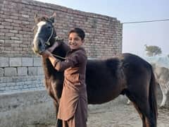 Horses for sale in gujrat