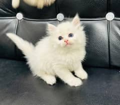 Persian cat for Sale