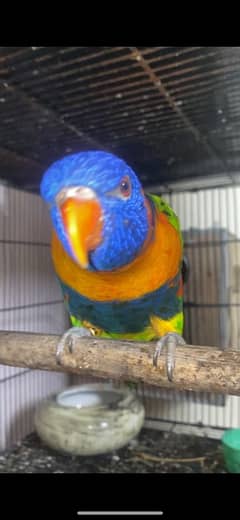 lorry parrot pair