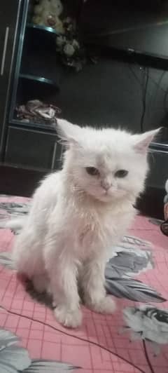 2 Persian Cat White Pair