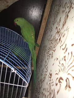 Green parrot male and a pair of yellow cockatiel