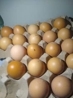 Desi Egg for sale