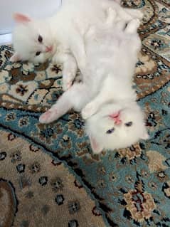 Persian kittens