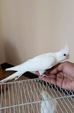 Cocktail Eno red eyes Male Semi hand tamed Available at best price.