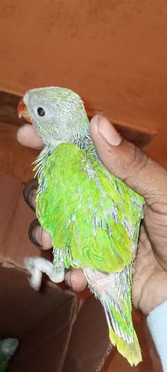 green Ringneck chicks,long height aseel