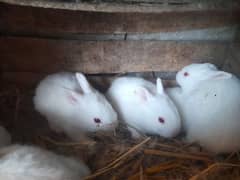 Milky White  Rabits Urgent sale