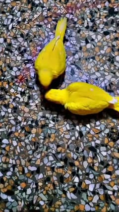 yellow rigneck chicks and raw chicks