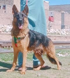 German Shepherd female medium Court confirm 13 mahine builder for sale