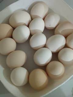 Desi fertile eggs