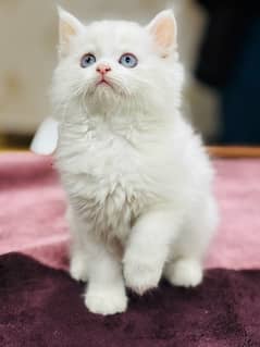 Persian Peki Female Cat| 03124188513