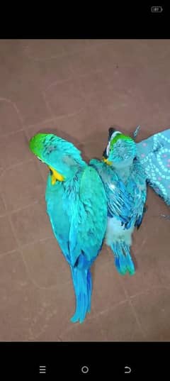 blue Macaw parrot cheeks for sale 0328=2972=534