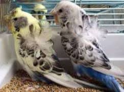 cocktail , lovebirds & budgies chicks or handtame purpus Avilable