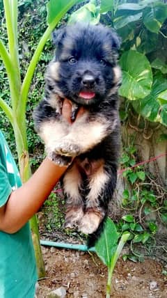 Germany Shepard top quality non pedigree puppies for sale