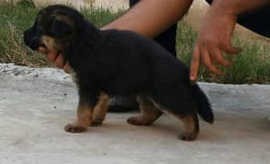 Germany Shepard top quality non pedigree puppies for sale