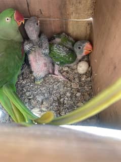 Raw parrots chicks