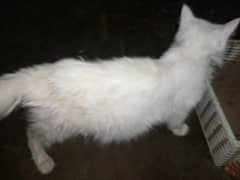 Iam selling persian cat with 4kids