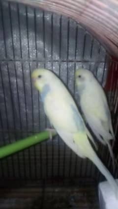 astliyan pair and lovebrids