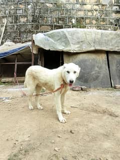 7 months old Afghani kuchi dog