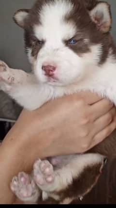 Siberian husky male, female both puppies